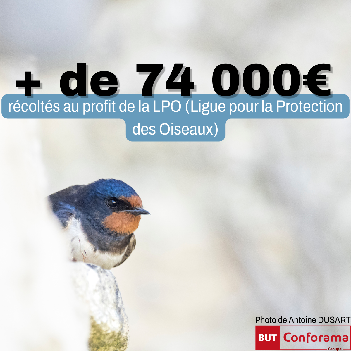 BUT-Conforama x Mobilisation biodiversit&eacute;